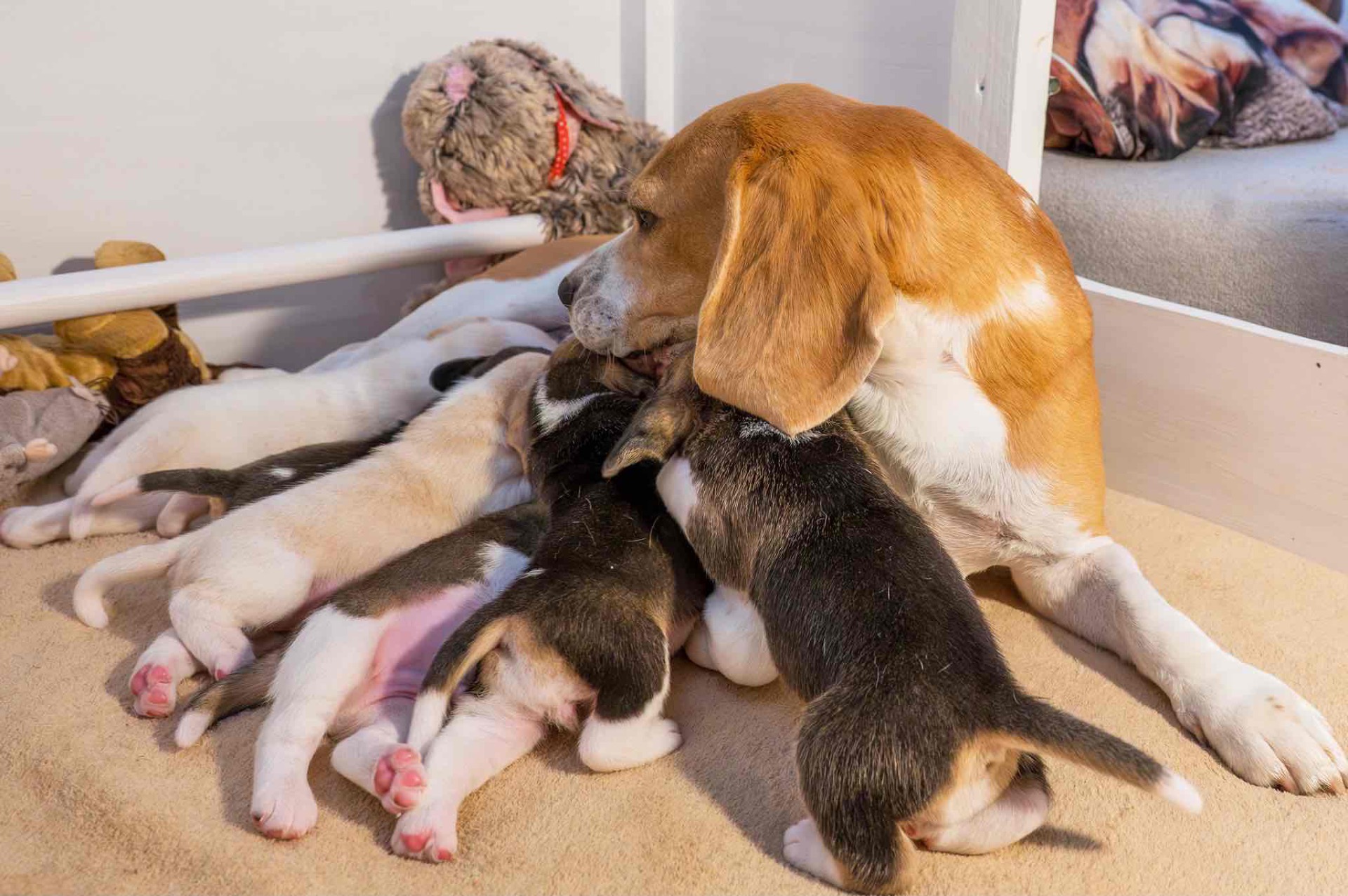 ideálne podmienky registrovaných chovateľov