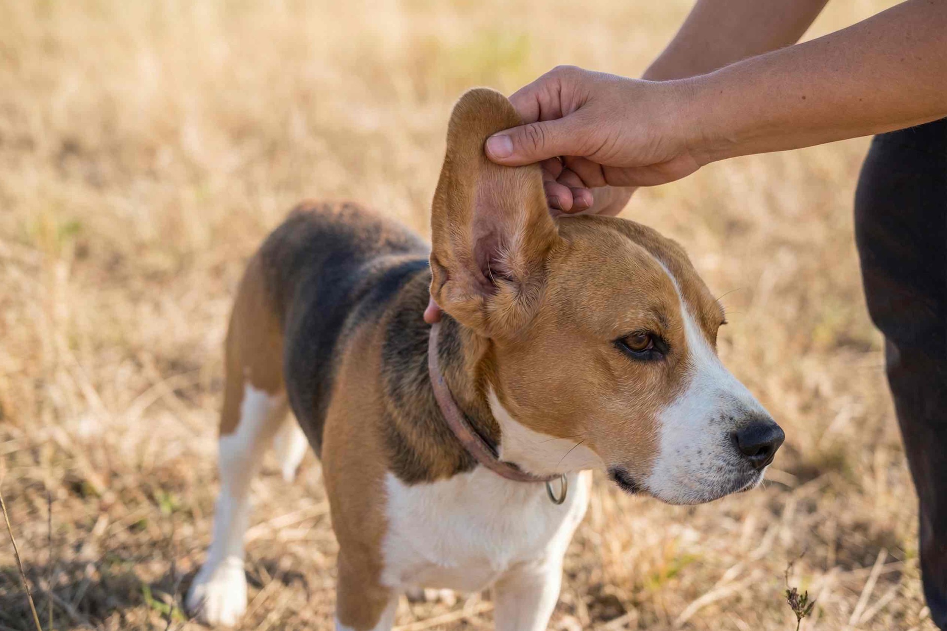 Kontrola ucha v teréne