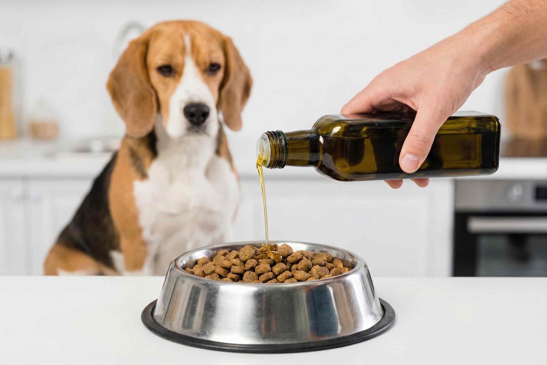 Pridanie kvalitného oleja do granúl - výrazné zlepšenie kvality srsti