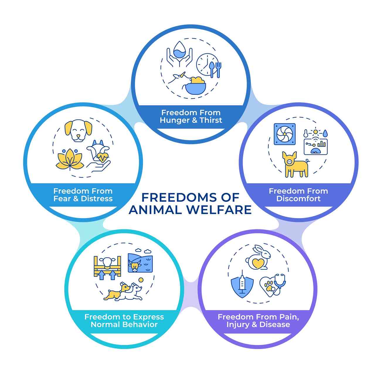 Five freedoms of animals infographic circles flowchart