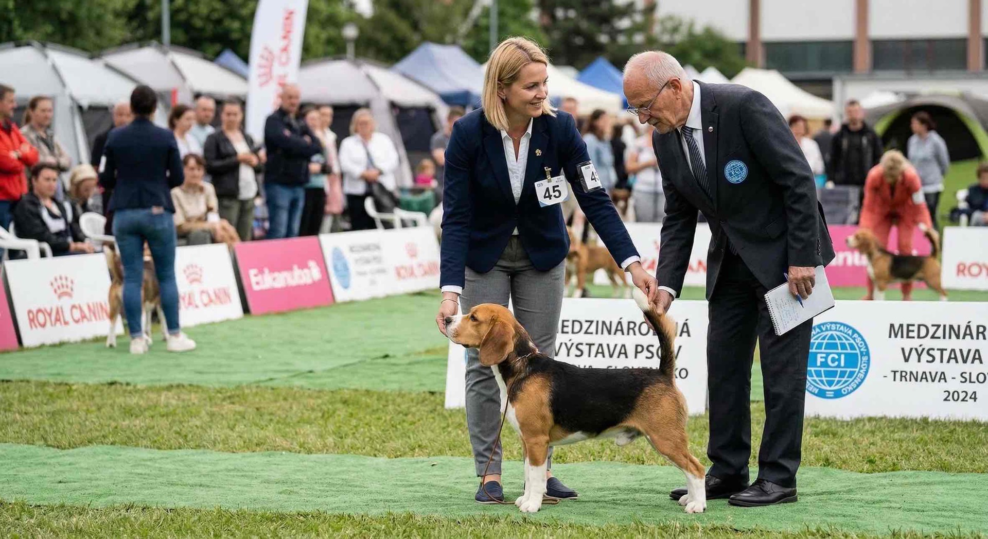 posudzovanie bígla rozhodcom