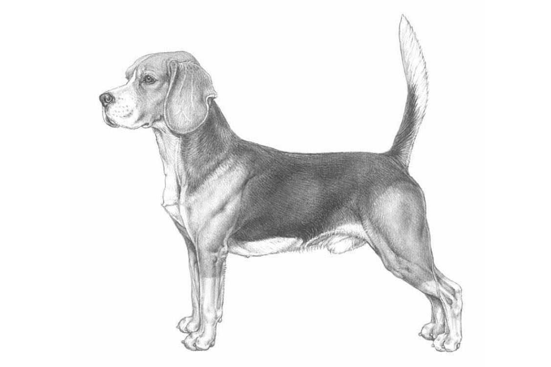 obrázok bígla z oficiálneho dokumentu FCI