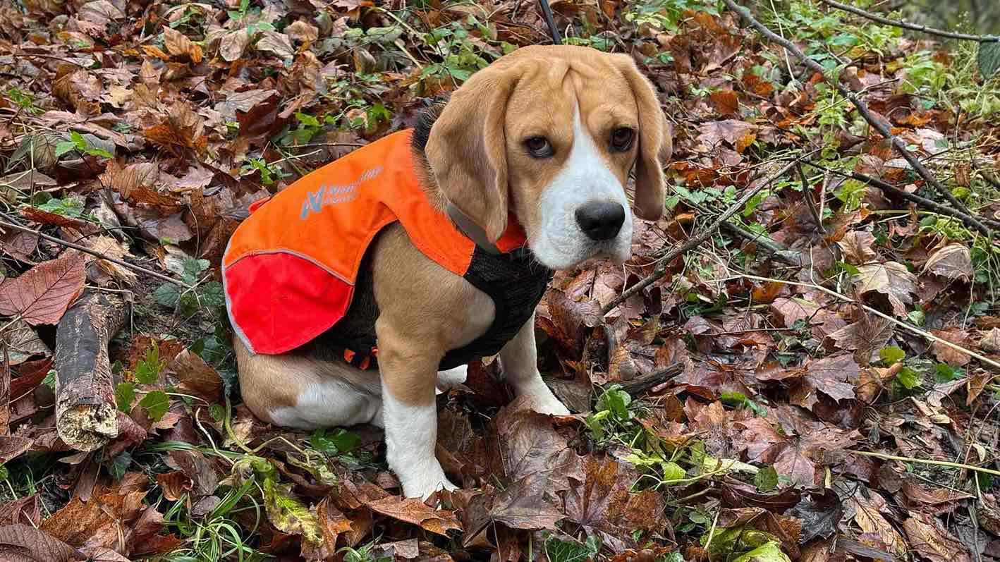 Hugo a jeho prvá naháňka