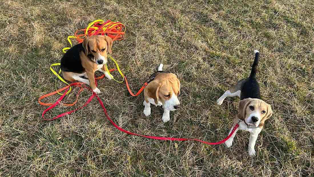 zodpovedná svorka - venčenie na dlhých stopovačkách pre nerušenie mláďať