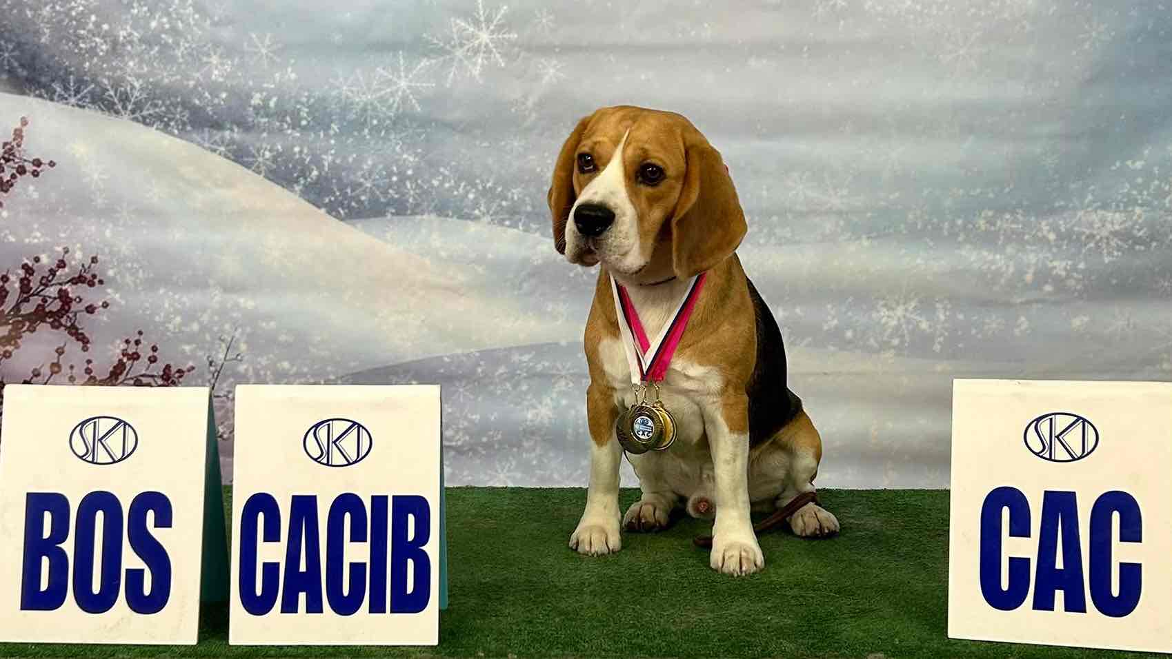 Hugo a jeho úspechy na výstave