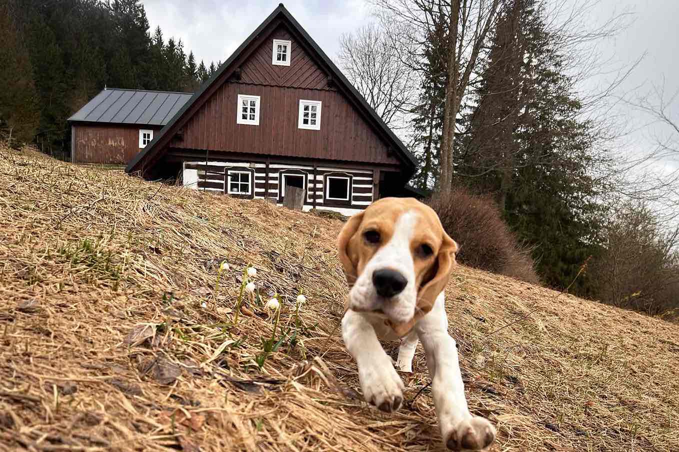 Gaston Little Carpathians