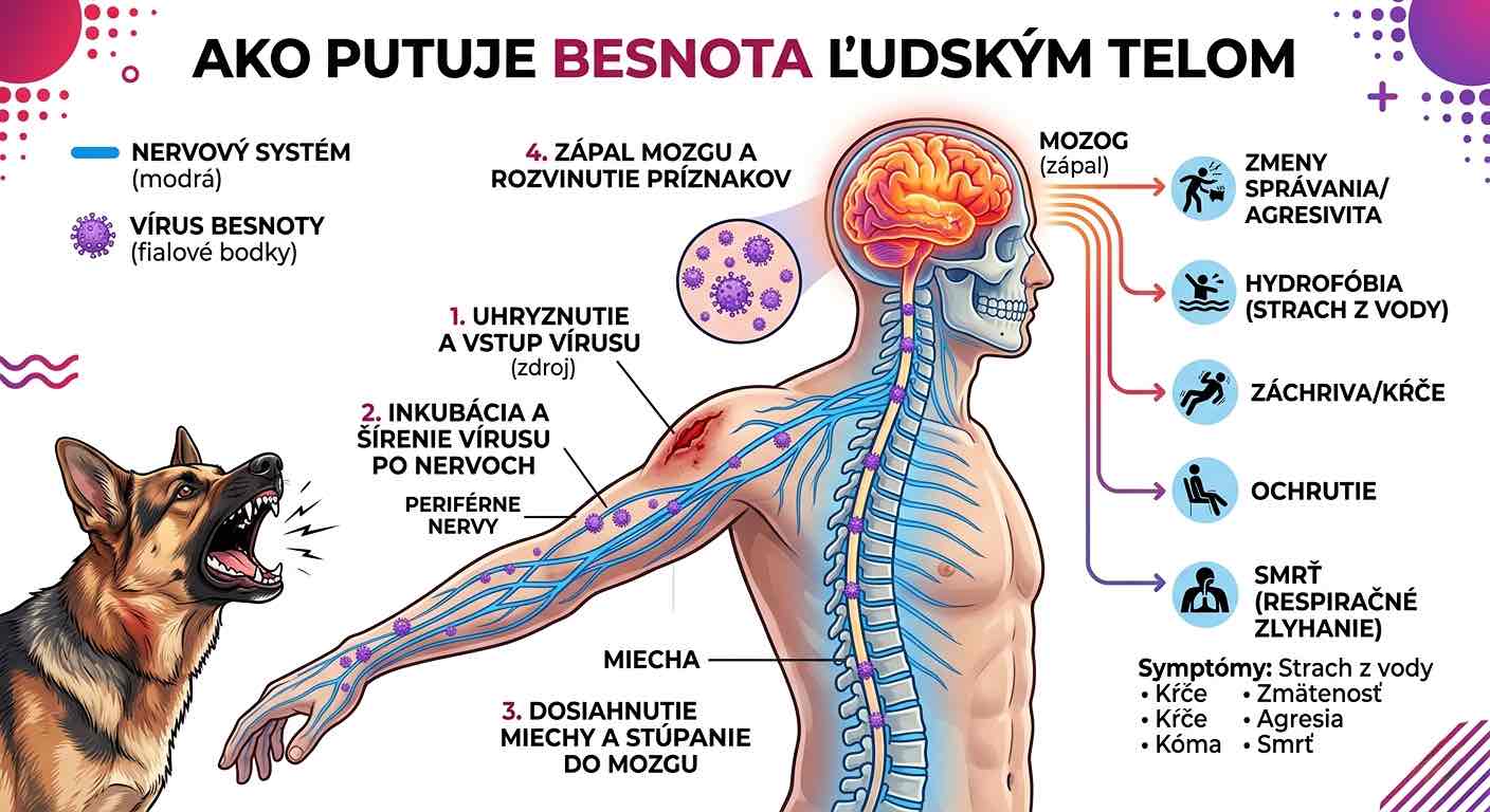 Ako putuje besnota ľudským telom.