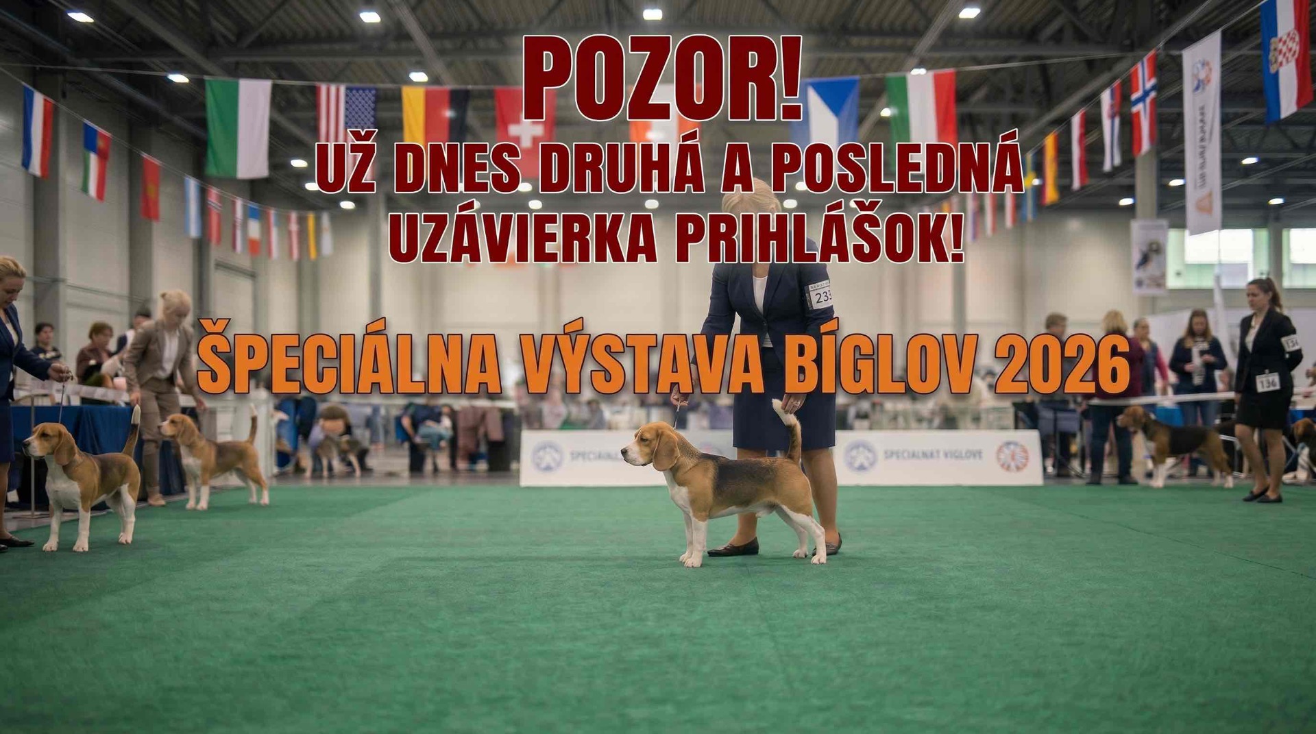 Špeciálna výstava bíglov 2026