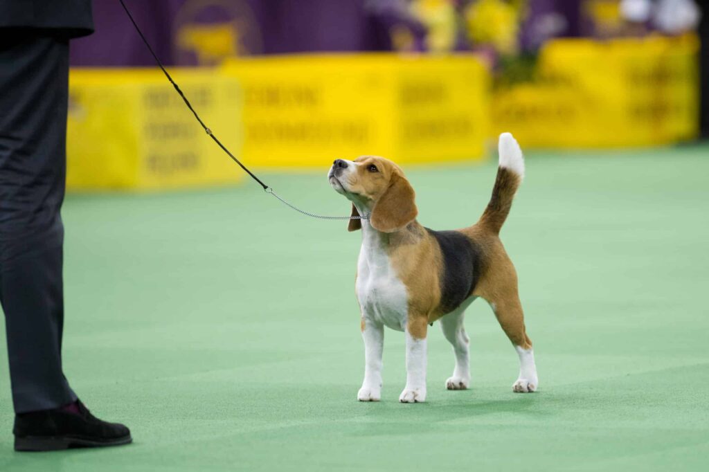 Bígl vo výstavnom postoji. Zdroj: The Westminster Kennel Club