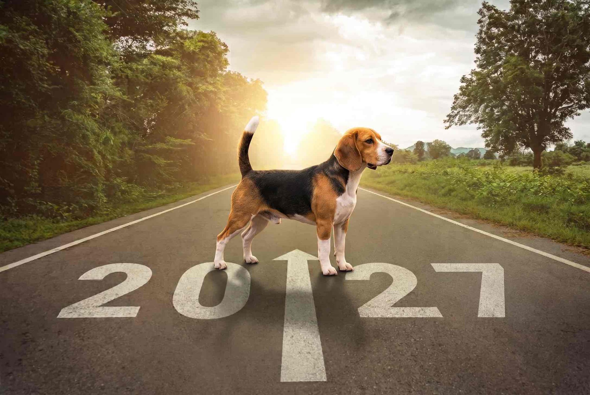 výstavy psov a poľovné skúšky v roku 2027, Klub chovateľov bíglov Slovenska