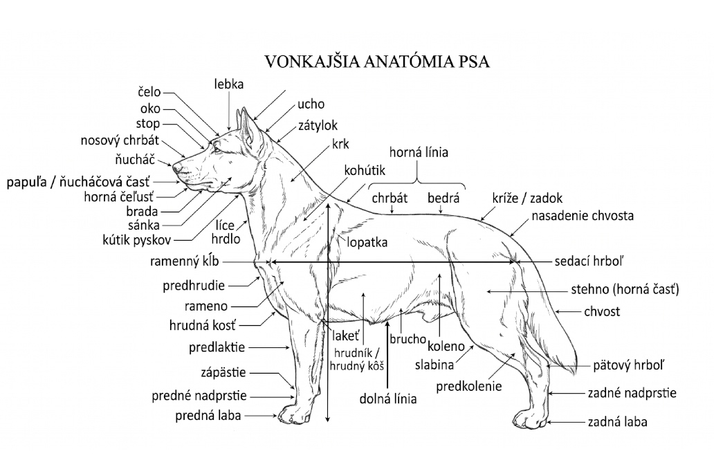 Vonkajšia anatómia psa, štandard bígla, beagle